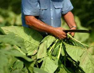 cultivo-tabaco