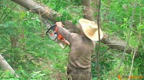 Se desarrolla en Florida Jornada por el Día del Trabajador Forestal