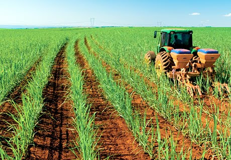 Argentina eleva a 300 las hectáreas sembradas de caña